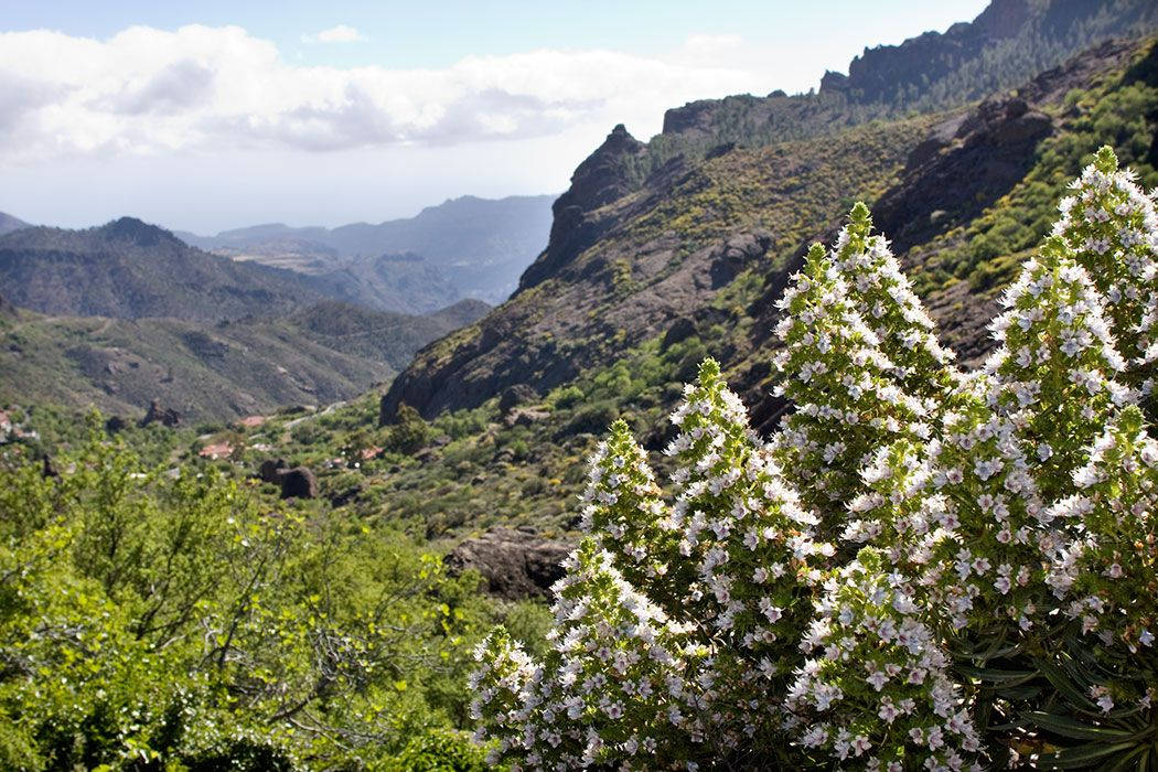 Canarias Tejeda