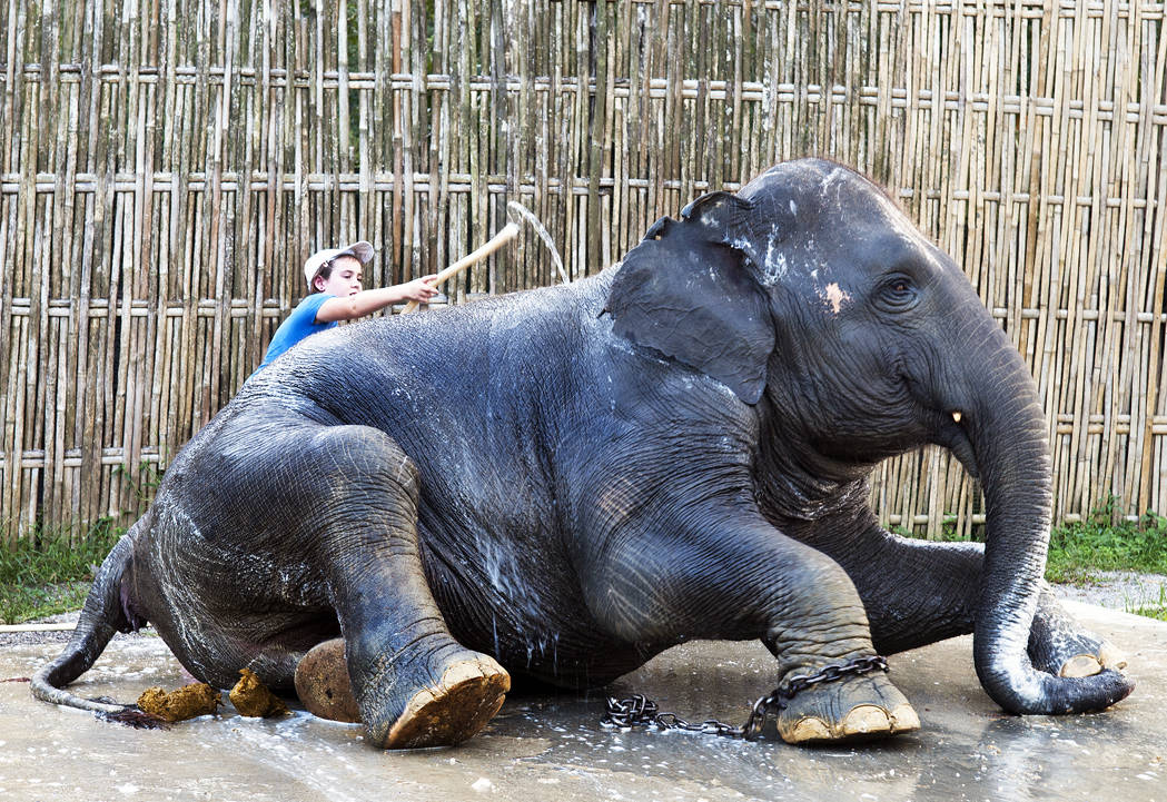 Thailand_elefant_01