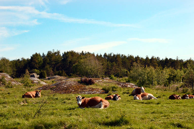 Avslapning er et stikkord både når det gjelder folk og kuer på Sydkoster.
