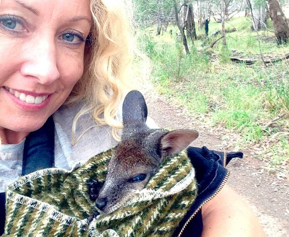 Wallaby Australia 01