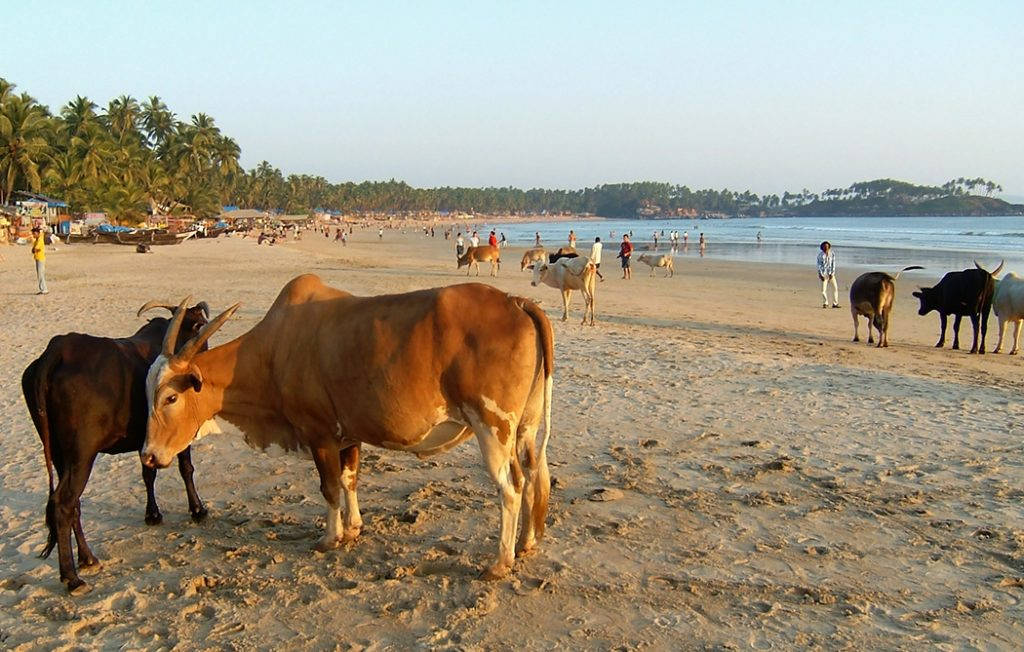 Sol_for_pengene_Goa
