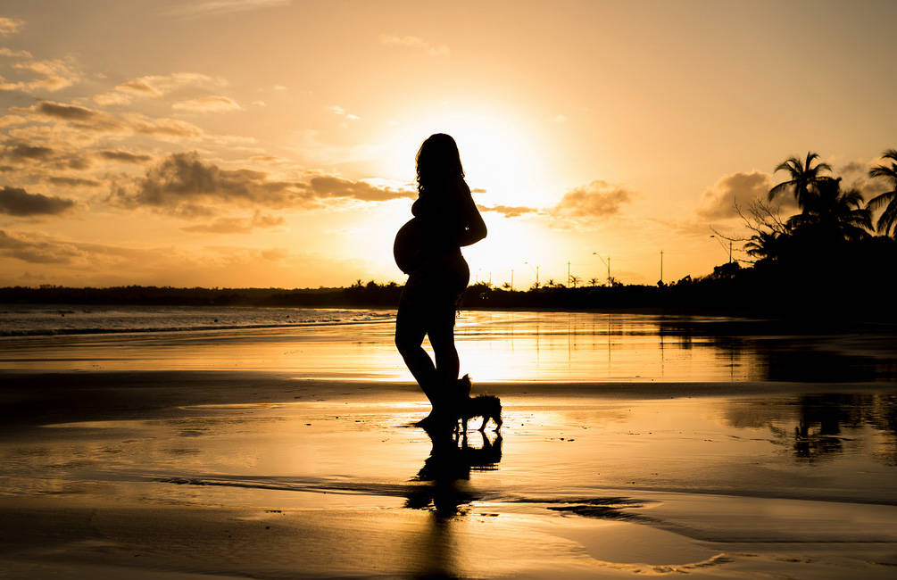 gravid