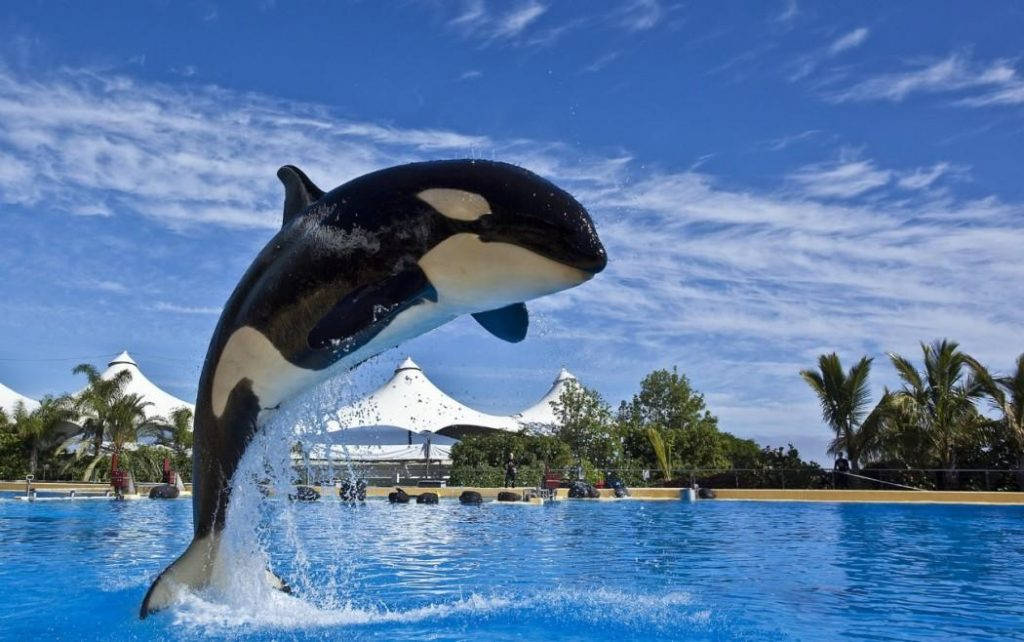 Tigerselfie Orca_show