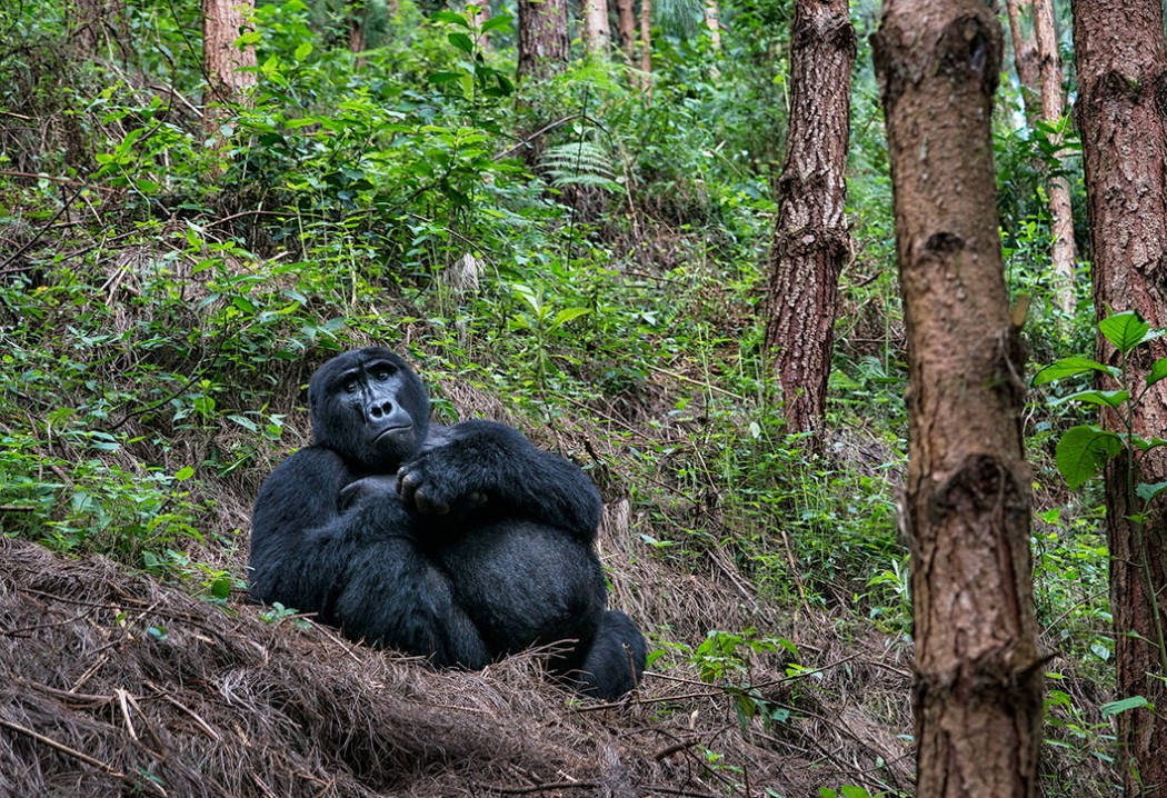 Fjellgorilla Uganda