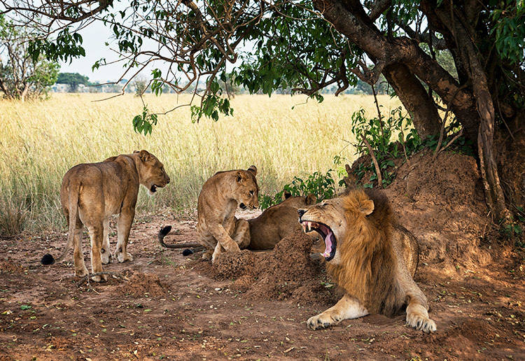 safari løver