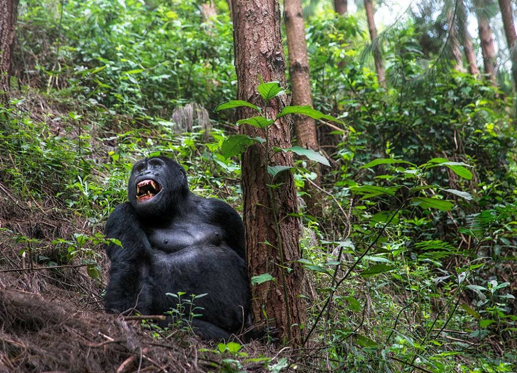 Fjellgorilla Uganda safari