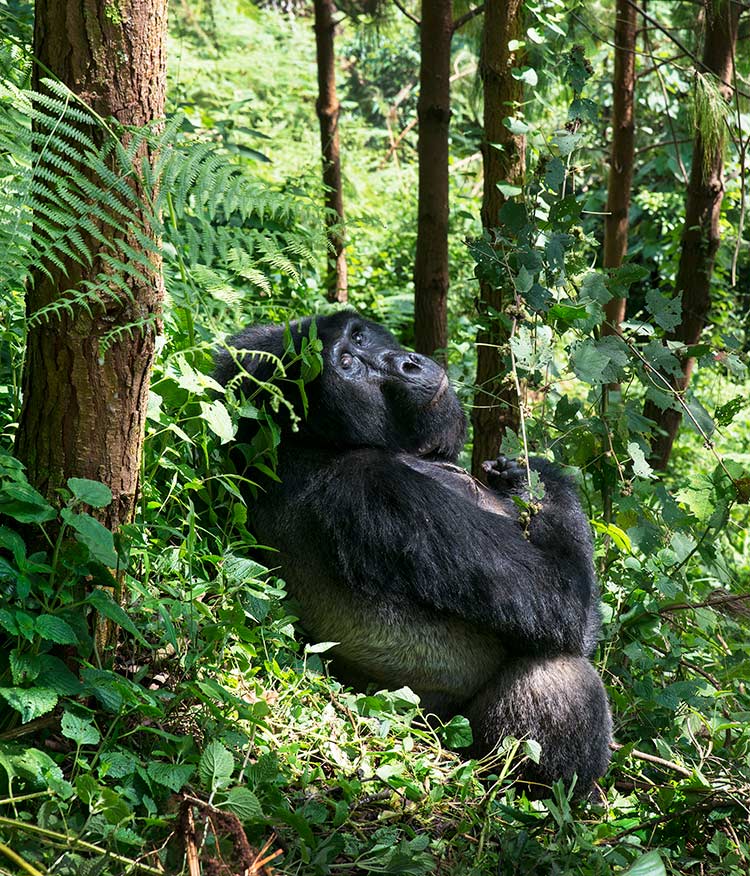 Fjellgorilla på nært hold