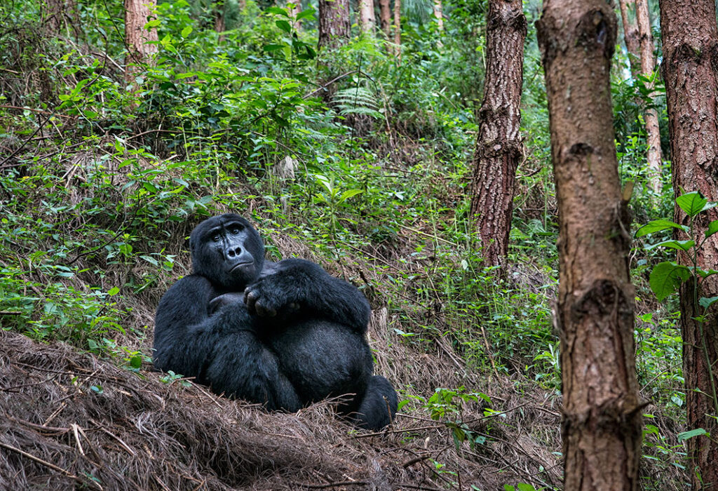 Gorilla Uganda