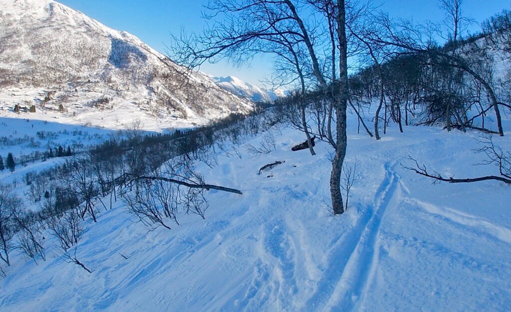 Sunnmørsalpene, skog